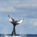 whale_humpback_v_00897_dom3047.jpg